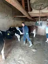 Büyükbaş Hayvanlara Aşı Kampanyası