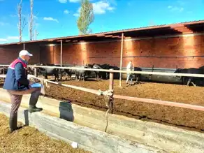 Yerel Manda Sürüsüne Küpeleme İşlemi Uygulandı