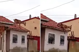 Çatıya Çıkan Geyik Hayatını Kaybetti