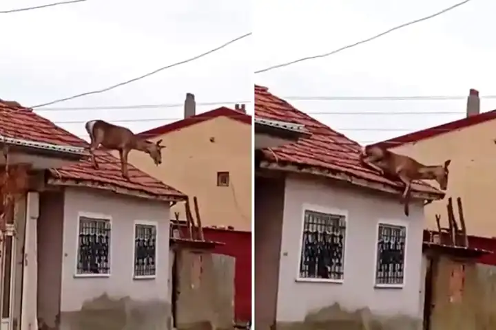 Çatıya Çıkan Geyik Hayatını Kaybetti